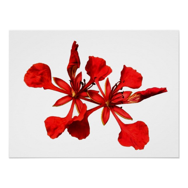 Pôster Poster Royal Poinciana (Frente)