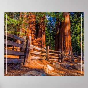 Poster Poster-Sequoias