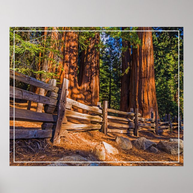 Poster Poster-Sequoias (Frente)