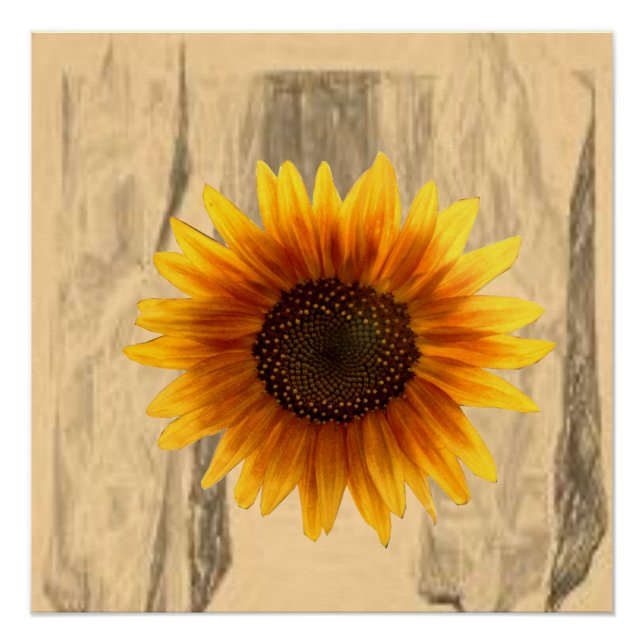 Pôster Poster Sunflower (Frente)