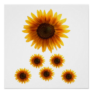 Pôster Poster Sunflower
