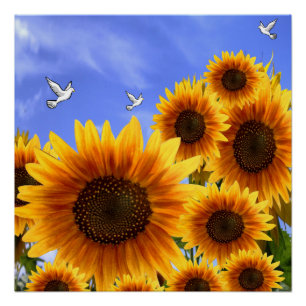 Pôster Poster Sunflower