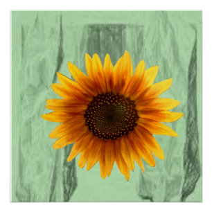 Pôster Poster Sunflower