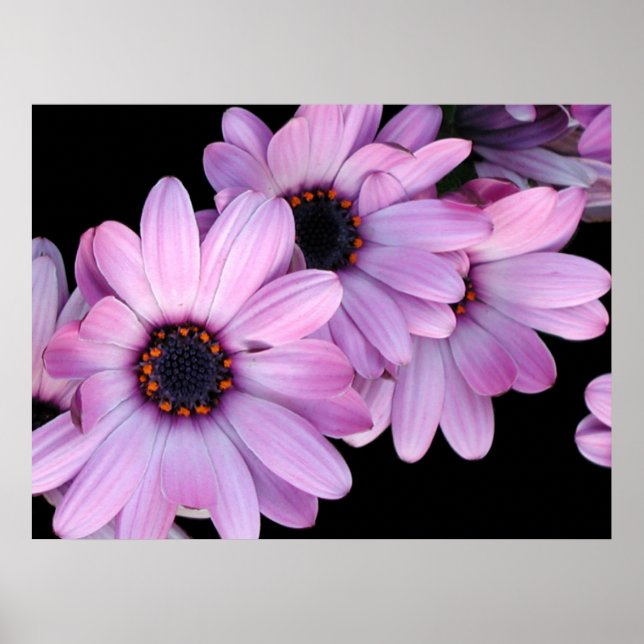 Pôster Poster, Three Purple Daisies (Frente)