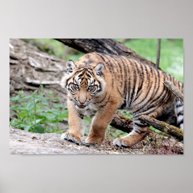 Poster Poster, tigre-tigre, animais. (Frente)
