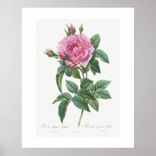 POSTER PÔSTER: VINTAGE BOTÂNICA "ROSA GALLIC": REDOUTAD