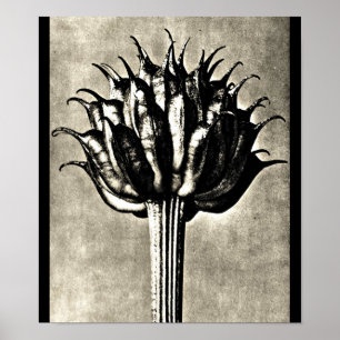 Pôster Poster-Vintage Fotografia-Karl Blossfeldt 18