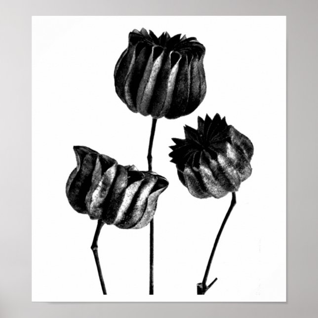 Pôster Poster-Vintage Fotografia-Karl Blossfeldt 23 (Frente)