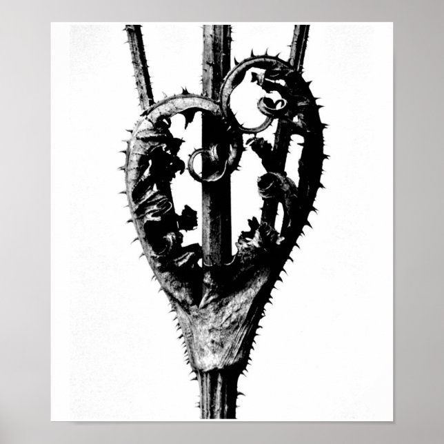 Poster Poster-Vintage Fotografia-Karl Blossfeldt 46 (Frente)