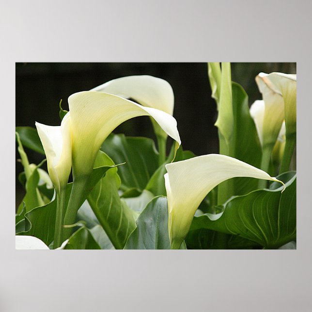 Pôster Poster, WHITE CALLA LILIES_ Horiz # 1 (Frente)
