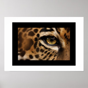 Poster Poster-Wild Cat