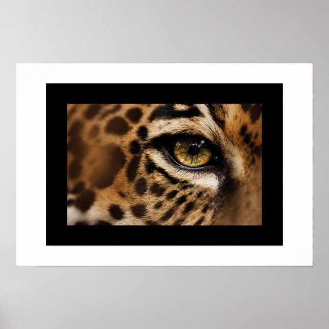 Poster Poster-Wild Cat (Frente)