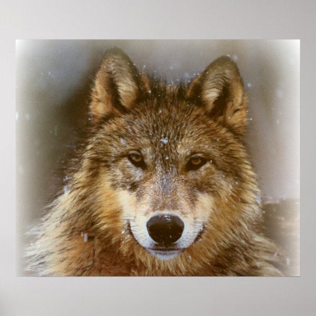 Poster Poster/Wolf (Frente)