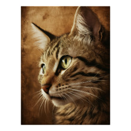 Pôster Posters Dives Cat 3