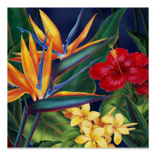 Pôster Posters florais havaianos do paraíso tropical