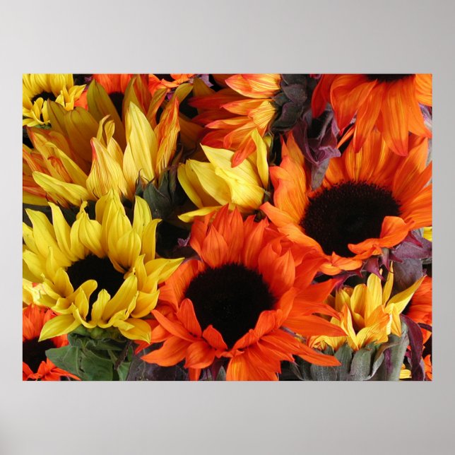 Pôster Posters, FLORES DE FENDA # 1 (Frente)