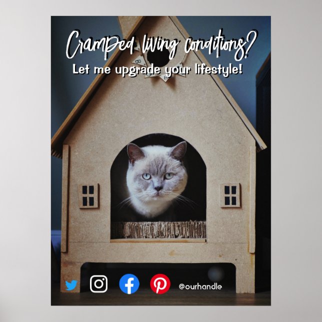 Poster posto de gatos vivos com cartão postal (Frente)