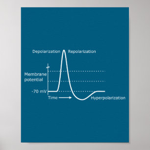 Poster Potencial de Ação Neurociência Neurotransmissor Ne