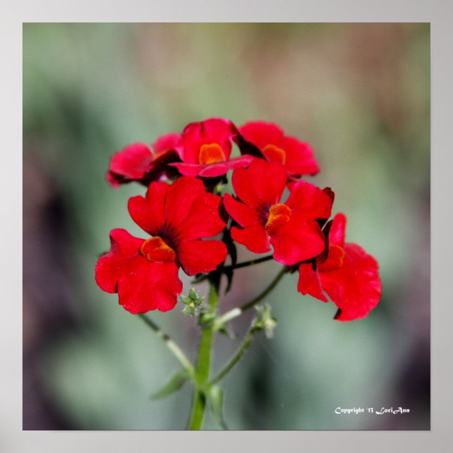 Pôster Potente - Vermelho (Frente)