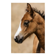 Potro Mustang Selvagem - Apolo