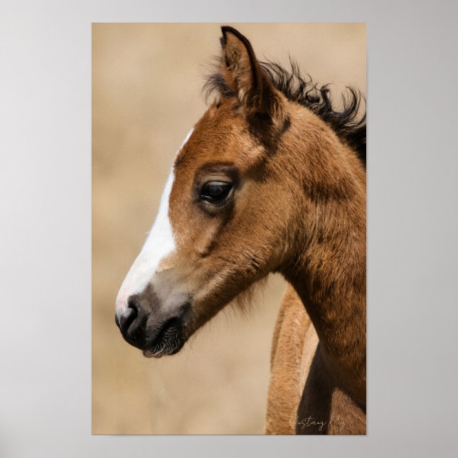 Poster Potro Mustang Selvagem - Apolo (Frente)