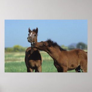 Pôster Potros que jogam 2