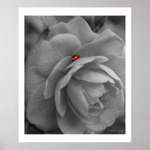 Pôster Pouco inseto em cima de uma flor