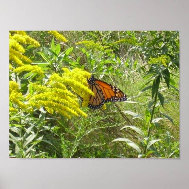 Poster Poupe a vareta e a borboleta (Frente)