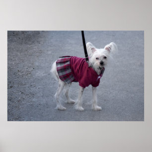 Pôster Powderpuff Modestável