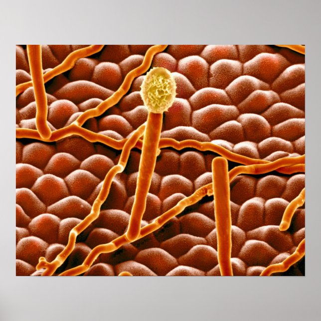 Pôster Powdery Mildew Fungus em Poinsettia (Frente)