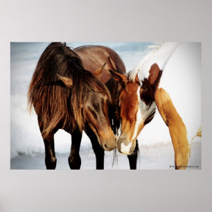 Poster Pôy Love