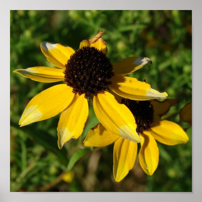 Pôster Praça das Flores Amarelas bonito (Frente)