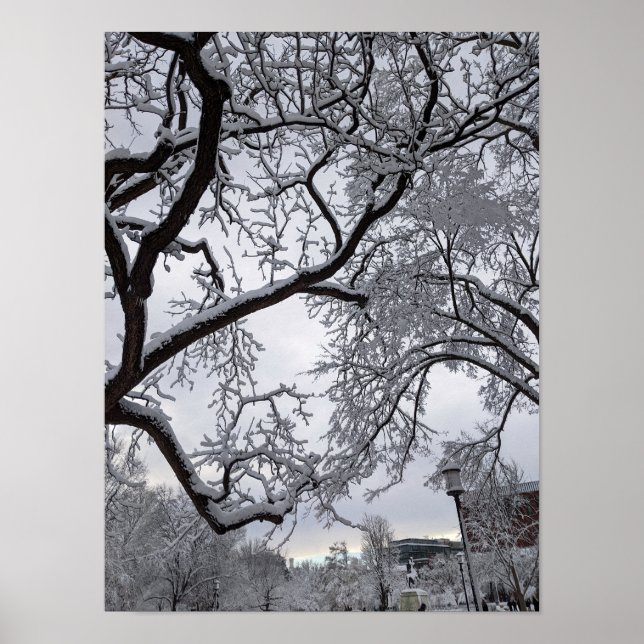 Poster Praça Lafayette, árvores de neve (Frente)