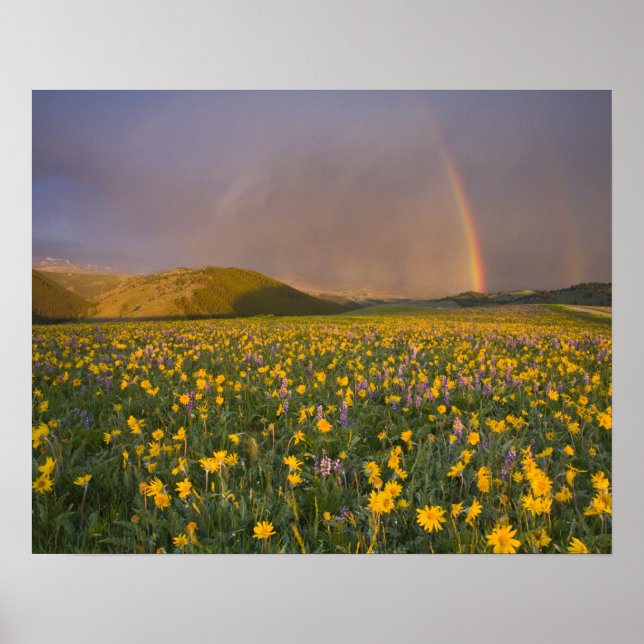 Poster Prado de flores silvestres espetacular ao nascer d (Frente)