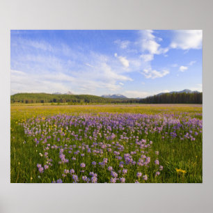 Poster Prado de flores silvestres penstemon no
