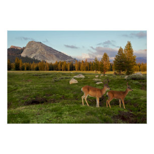 Pôster Prado de Tuolumne, Yosemite