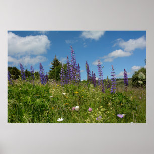 Poster Prados com lupins -