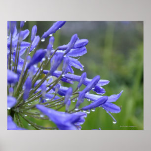 Pôster Praecox do Agapanthus, conhecido geralmente como