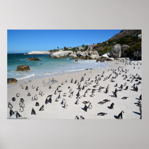 Poster Praia   África do Sul dos pedregulhos dos pinguin