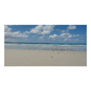 Pôster Praia com gaivotas