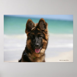 Poster Praia de cabelos compridos do german shepherd