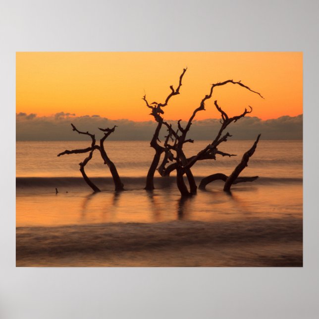 Poster Praia de Driftwood em Sunrise na Ilha de Jekyll Ge (Frente)