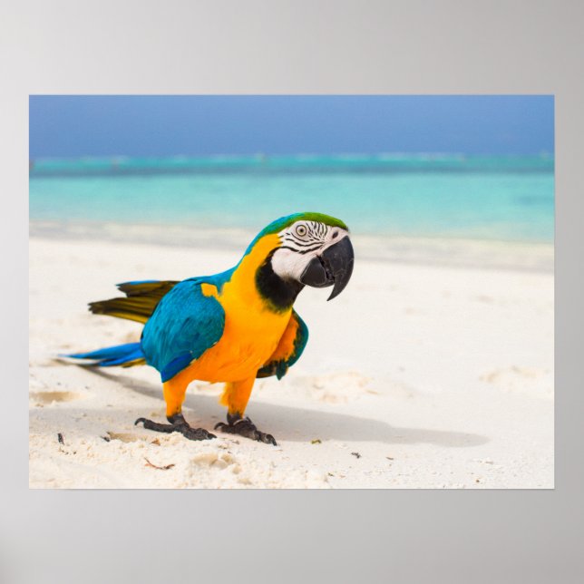Poster Praia do Papagaio (Frente)