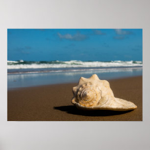 Pôster Praia futura