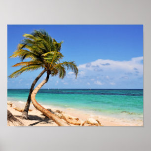 Poster Praia Tropical E Palm Tree
