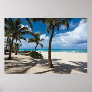 Poster Praias Tropicais Anguilla Beach, Palm Tree