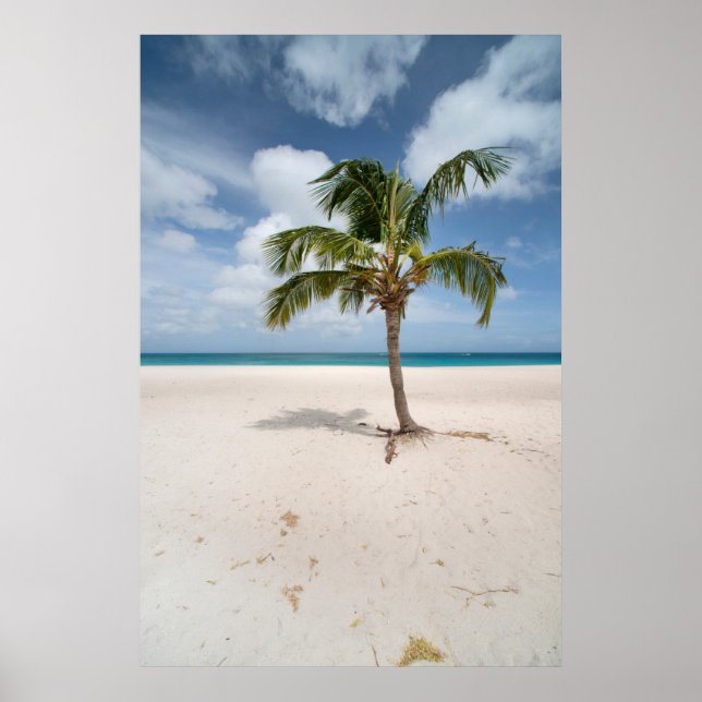 Poster Praias Tropicais | Eagle Beach, Aruba (Frente)