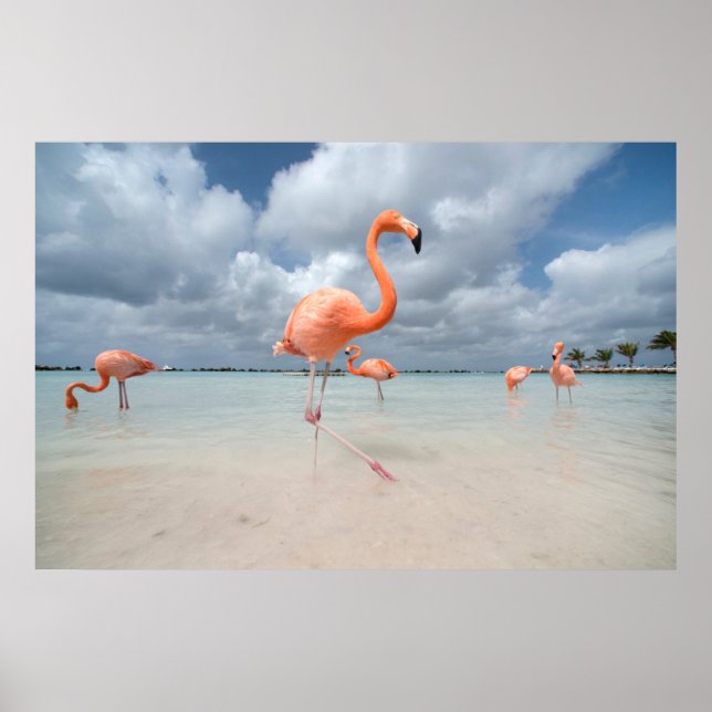 Poster Praias Tropicais | Flamingos Beach, Aruba (Frente)