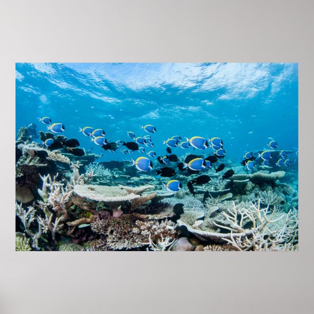 Poster Praias Tropicais | Sturgeon Entre Coral (Frente)