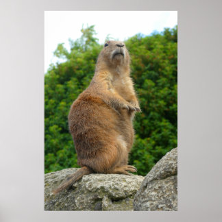 Poster Prairie Dog